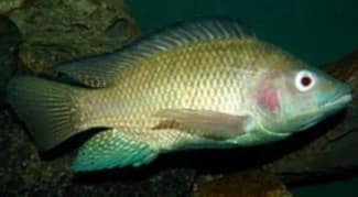 Tilapia fish aquaponics