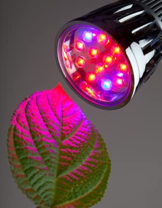 led grow light