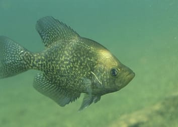 aquaponics fish