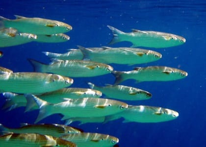 healthy fish protein